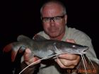 Thai Redtail Catfish