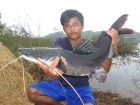 Thai Redtail Catfish