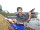 Thai Redtail Catfish