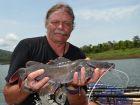 Thai Redtail Catfish
