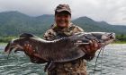 Thai Redtail Catfish