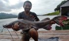 Thai Redtail Catfish