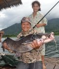 Thai Redtail Catfish