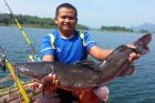 Thai Redtail Catfish