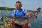Thai Redtail Catfish