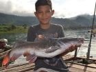 Thai Redtail Catfish