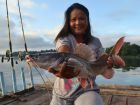 Thai Redtail Catfish