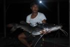 Thai Redtail Catfish