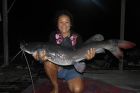 Thai Redtail Catfish