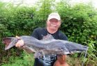 Thai Redtail Catfish