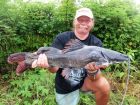 Thai Redtail Catfish