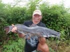 Thai Redtail Catfish