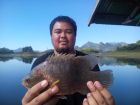 Nandid Perch