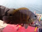 Nandid Perch
