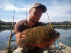 Nandid Perch