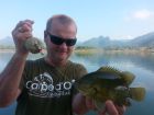 Nandid Perch