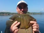 Nandid Perch