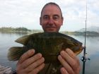 Nandid Perch
