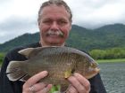 Nandid Perch