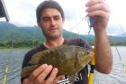 Nandid Perch