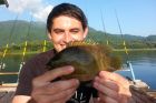 Nandid Perch