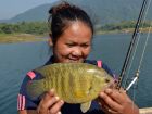 Nandid Perch