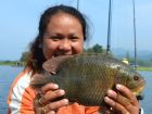 Nandid Perch