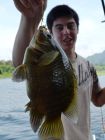 Nandid Perch
