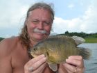 Nandid Perch