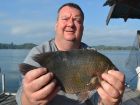 Nandid Perch
