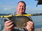 Nandid Perch