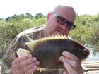 Nandid Perch