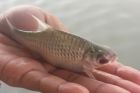 Smith&#039;s Barb