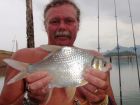 Smith&#039;s Barb