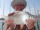 Smith&#039;s Barb