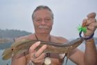 Cobra Snakehead