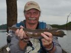 Cobra Snakehead