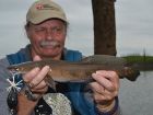Cobra Snakehead