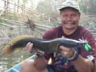 Cobra Snakehead