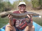 Cobra Snakehead