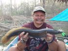 Cobra Snakehead