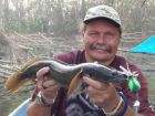 Cobra Snakehead