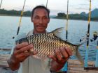 Java Barb
