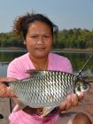 Java Barb