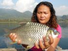 Java Barb