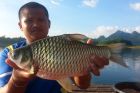 Java Barb