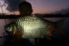 Java Barb