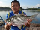 Java Barb