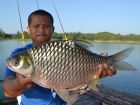 Java Barb