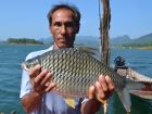 Java Barb
